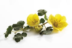 Fleur jaune de buisson de flanelle (Fremontodendron) Photographie stock libre de droits Fleur jaune de buisson de flanelle (Fremontodendron) Photographie stock libre de droits