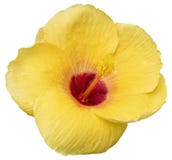 Fleur jaune de ketmie d'isolement sur le fond blanc images libres de droits Fleur jaune de ketmie d'isolement sur le fond blanc images libres de droits