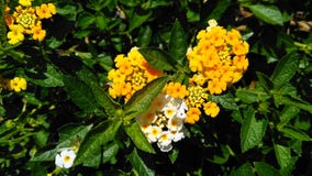 Fleur jaune de lantana photographie stock Fleur jaune de lantana photographie stock