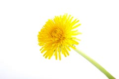 Fleur jaune de pissenlit sur le blanc Taraxacum Officinale Image libre de droits Fleur jaune de pissenlit sur le blanc Taraxacum Officinale Image libre de droits