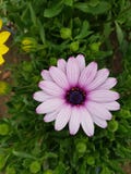 fleur mauve-clair de marguerite image libre de droits fleur mauve-clair de marguerite image libre de droits