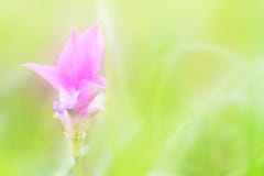 Fleur molle de tulipe du Siam de tache floue sur le fond vert image stock Fleur molle de tulipe du Siam de tache floue sur le fond vert image stock