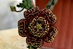 Fleur noire et blanche exotique sur le cactus photographie stock libre de droits Fleur noire et blanche exotique sur le cactus photographie stock libre de droits