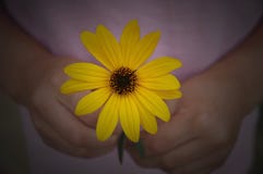Fleur pour vous images stock Fleur pour vous images stock
