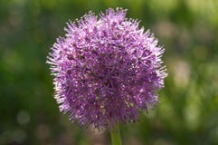 Fleur pourpre dans le fieald d'été photo stock Fleur pourpre dans le fieald d'été photo stock