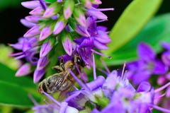 Fleur pourpre de hebe photographie stock libre de droits Fleur pourpre de hebe photographie stock libre de droits