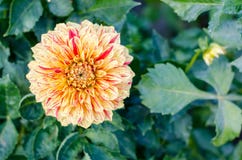 Fleur rayée jaune fleurissant sur le fond vert Autumn Chrysanthemum photo libre de droits Fleur rayée jaune fleurissant sur le fond vert Autumn Chrysanthemum photo libre de droits