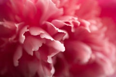 Fleur rose abstraite de pivoine photo libre de droits Fleur rose abstraite de pivoine photo libre de droits