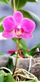 Fleur rose d'orchidée, phalaenopsis dans un jardin tropical au printemps ou hiver, fond floral photos libres de droits Fleur rose d'orchidée, phalaenopsis dans un jardin tropical au printemps ou hiver, fond floral photos libres de droits