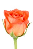 Fleur rose de belle orange Image libre de droits Fleur rose de belle orange Image libre de droits