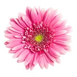 Fleur rose de gerbera Fleur rose de gerbera