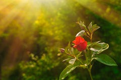 Fleur rose de rouge Photographie stock Fleur rose de rouge Photographie stock
