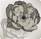 Fleur rose sauvage, main-dessin illustration libre de droits Fleur rose sauvage, main-dessin illustration libre de droits