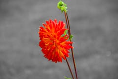 Fleur rouge images libres de droits Fleur rouge images libres de droits