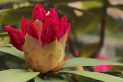 Fleur rouge attendant pour fleurir photo stock Fleur rouge attendant pour fleurir photo stock