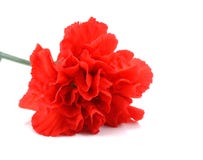 Fleur rouge d'oeillet sur le fond blanc photos libres de droits Fleur rouge d'oeillet sur le fond blanc photos libres de droits