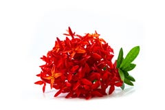 Fleur rouge de transitoire d'isolement sur le fond blanc images libres de droits Fleur rouge de transitoire d'isolement sur le fond blanc images libres de droits