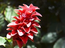 Fleur rouge exotique de lingulata de Guzmania de bromélia dans un jardin tropical de Ténérife Les Îles Canaries, Espagne photos libres de droits Fleur rouge exotique de lingulata de Guzmania de bromélia dans un jardin tropical de Ténérife Les Îles Canaries, Espagne photos libres de droits