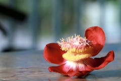 Fleur rouge photographie stock libre de droits Fleur rouge photographie stock libre de droits