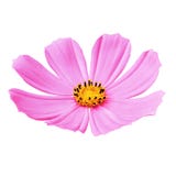 Fleurissez l'aster mexicain de cosmos jaune rose, d'isolement sur un fond blanc Image libre de droits Fleurissez l'aster mexicain de cosmos jaune rose, d'isolement sur un fond blanc Image libre de droits