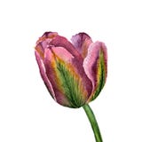 Fleurit l'illustration d'aquarelle E illustration stock Fleurit l'illustration d'aquarelle E illustration stock