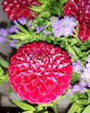 Fleurs photos stock Fleurs photos stock
