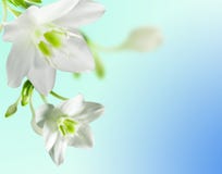Fleurs blanches image libre de droits Fleurs blanches image libre de droits