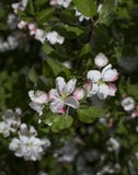 Fleurs blanches de cerise et de feuille photos libres de droits Fleurs blanches de cerise et de feuille photos libres de droits