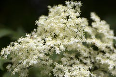 Fleurs blanches de fleur de sureau Photo stock Fleurs blanches de fleur de sureau Photo stock