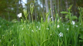 Fleurs blanches de Stellaria sauvage balançant sur le vent Ressort banque de vidéos Fleurs blanches de Stellaria sauvage balançant sur le vent Ressort banque de vidéos