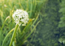 Fleurs blanches des oignons verts fleurs d'oignon dans le jardin Graines image libre de droits Fleurs blanches des oignons verts fleurs d'oignon dans le jardin Graines image libre de droits