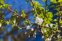 Fleurs blanches sur l'arbre au printemps avec le ciel bleu profond Photo libre de droits Fleurs blanches sur l'arbre au printemps avec le ciel bleu profond Photo libre de droits