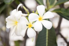 Fleurs blanches tropicales de frangipani sur le fond vert de feuilles Arbre haut ?troit de plumeria image stock Fleurs blanches tropicales de frangipani sur le fond vert de feuilles Arbre haut ?troit de plumeria image stock