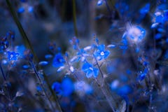 Fleurs bleues photos libres de droits Fleurs bleues photos libres de droits