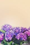 Fleurs bleues et violettes de hortensia Image stock Fleurs bleues et violettes de hortensia Image stock