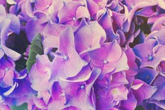 Fleurs bleues et violettes de hortensia Photo stock Fleurs bleues et violettes de hortensia Photo stock