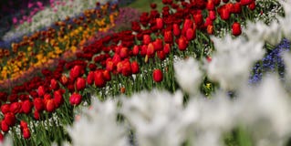 Fleurs colorées dans le jardin Beau et stupéfiant paysage de ressort photos stock Fleurs colorées dans le jardin Beau et stupéfiant paysage de ressort photos stock