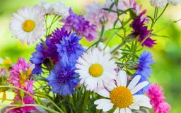 Fleurs colorées lumineuses d'été images libres de droits Fleurs colorées lumineuses d'été images libres de droits