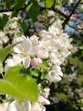 Fleurs d'Apple coincées à une branche photos stock Fleurs d'Apple coincées à une branche photos stock