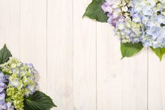 Fleurs d'hortensia sur le fond en bois blanc Vue supérieure avec l'espace de copie photo libre de droits Fleurs d'hortensia sur le fond en bois blanc Vue supérieure avec l'espace de copie photo libre de droits
