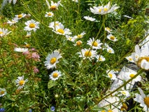 Fleurs de camomille blanche et jaune sur le champ vert photo libre de droits Fleurs de camomille blanche et jaune sur le champ vert photo libre de droits