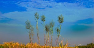 Fleurs de canne ? sucre dans une ferme photo stock Fleurs de canne ? sucre dans une ferme photo stock