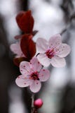 Fleurs de cerise