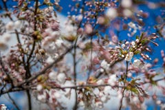 Fleurs de cerisier fleurissantes images stock Fleurs de cerisier fleurissantes images stock