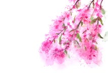 Fleurs de cerisier ou Sakura d'aquarelle illustration de vecteur Fleurs de cerisier ou Sakura d'aquarelle illustration de vecteur