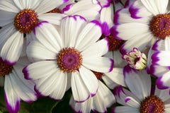 Fleurs de Cineraria photos stock Fleurs de Cineraria photos stock