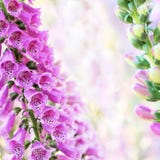 Fleurs de digitale ou de digitale d'été de source image libre de droits Fleurs de digitale ou de digitale d'été de source image libre de droits