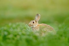 Fleurs de lapin au printemps Lapin mignon avec le pissenlit de fleur se reposant dans l'herbe Habitat de nature animale, la vie d image libre de droits Fleurs de lapin au printemps Lapin mignon avec le pissenlit de fleur se reposant dans l'herbe Habitat de nature animale, la vie d image libre de droits