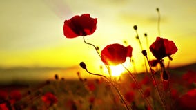 Fleurs de pavots au coucher du soleil banque de vidéos Fleurs de pavots au coucher du soleil banque de vidéos