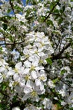 Fleurs de ressort de pommier de floraison de ressort - macro tache floue de vue en gros plan, tons en pastel Paysage de ressort a Images libres de droits Fleurs de ressort de pommier de floraison de ressort - macro tache floue de vue en gros plan, tons en pastel Paysage de ressort a Images libres de droits